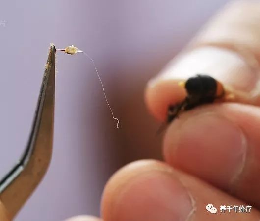解密神秘的蜂针疗法 居然可以治疗这些病 快资讯