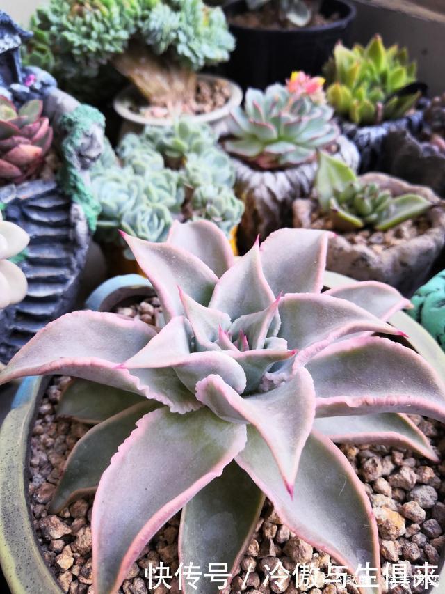 春天的包菜多肉有多美，梅雨季就有多像菜