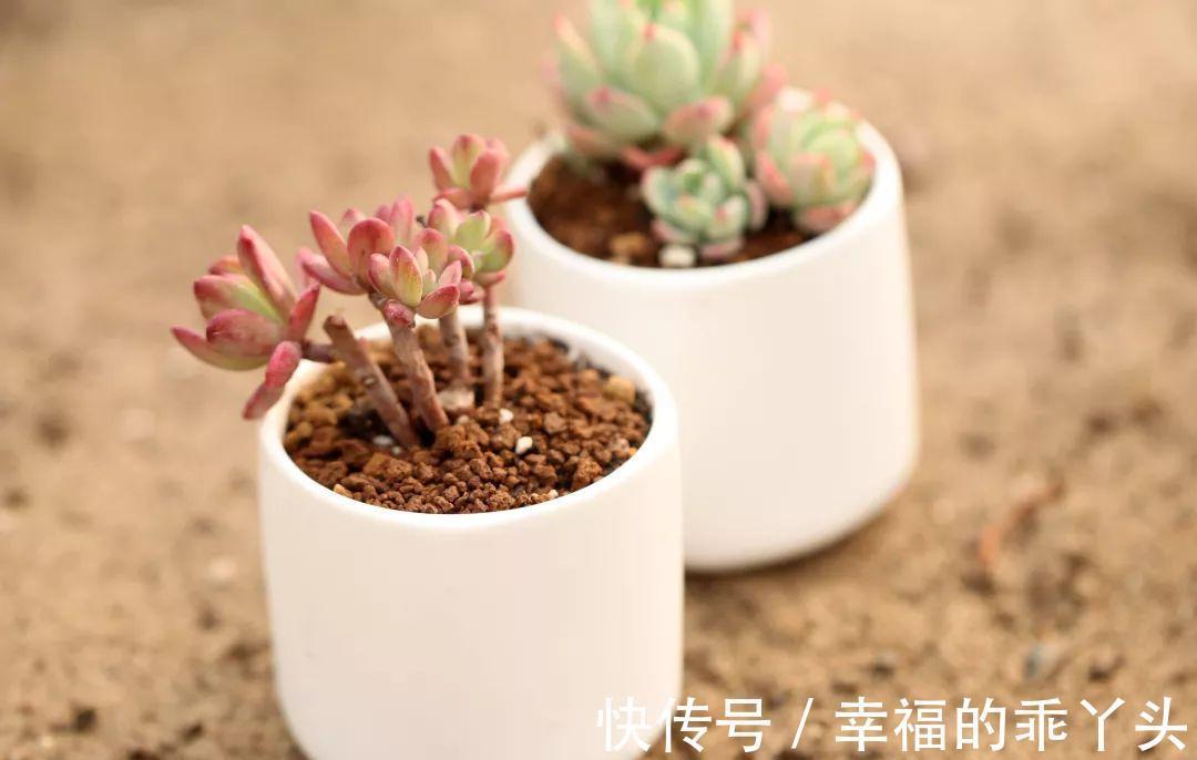难怪刚入手的多肉会死，换盆时注意这4点，多肉一栽就活