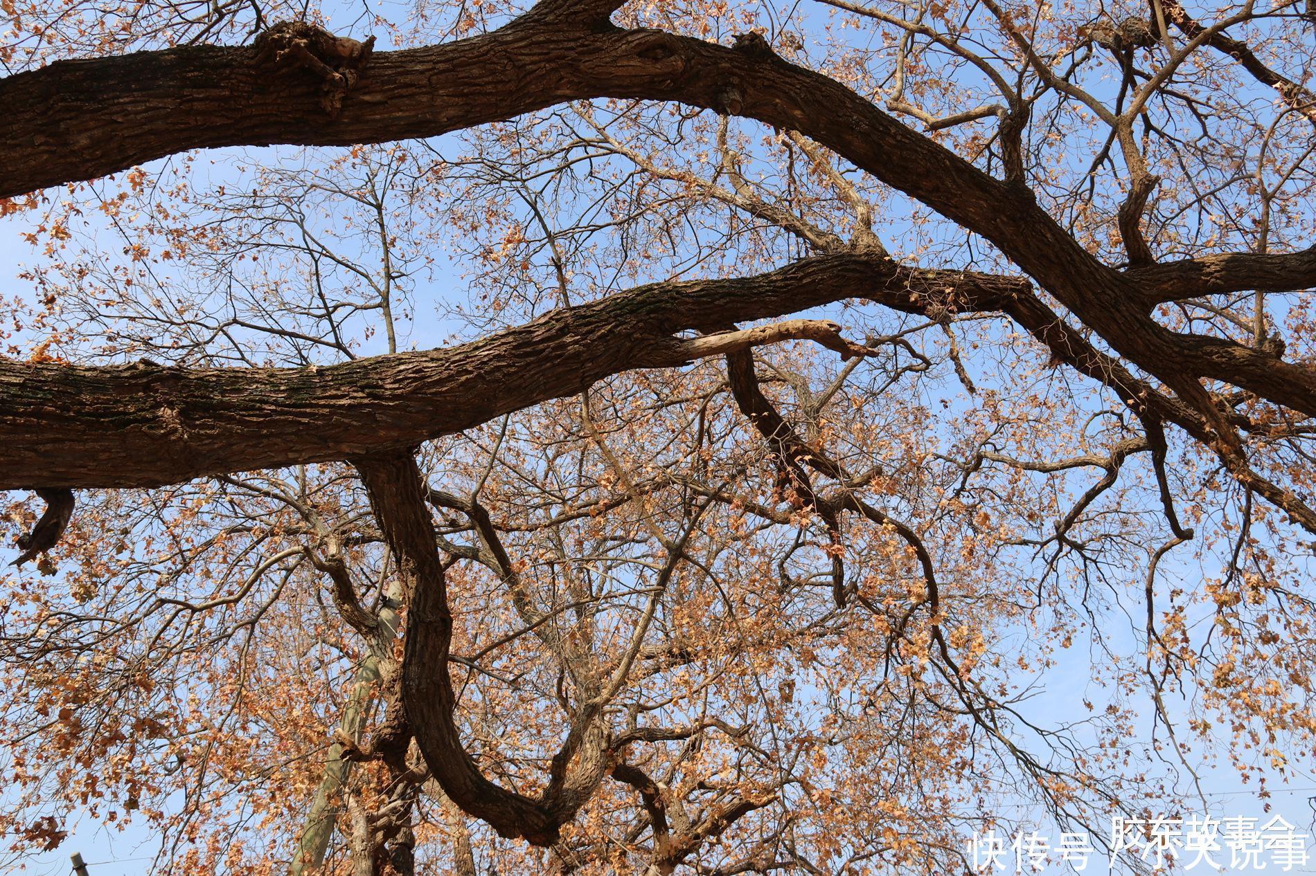 数百年历史的槭树林,见证了“步姓”人在莱阳的繁衍
