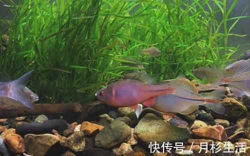 异尖|吃鱼有益健康?专家:小心这4类鱼,并不适合经常吃,对健康不利