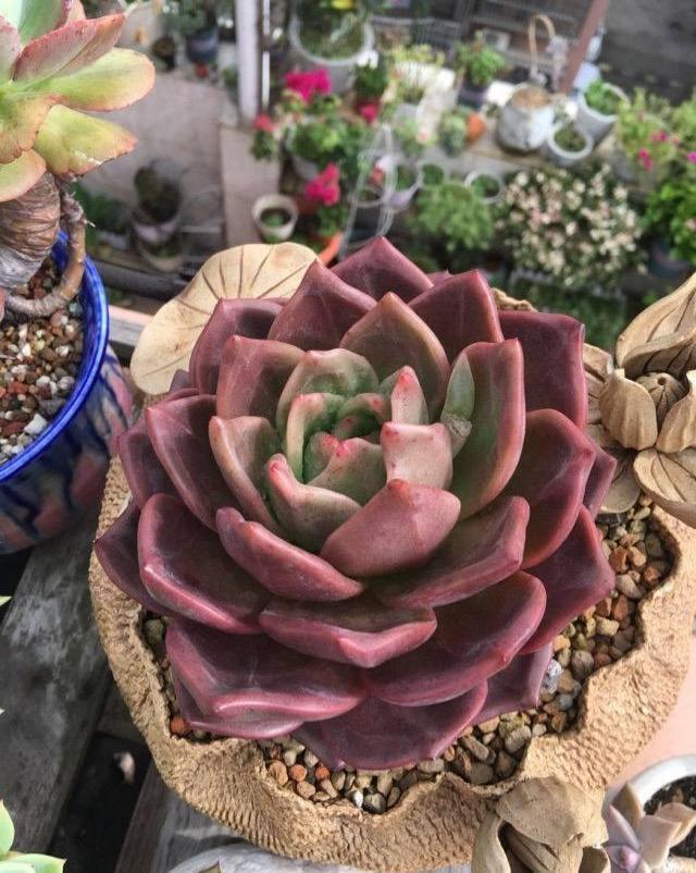 多肉|夏天多肉浇水,有小技巧,3个错误不要犯,小心多肉变“烂肉”