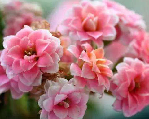 小技巧|长寿花如何养护花开满枝头教你3个小技巧,长寿花茂盛又艳丽