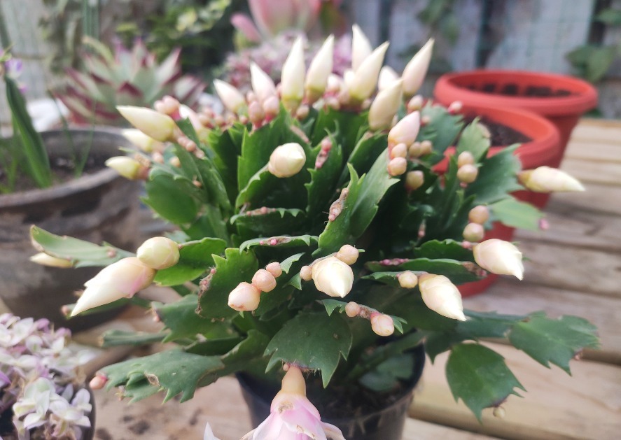 打蔫|害怕蟹爪兰夏季打蔫，告诉你几个关键操作，让它叶片油绿硬挺