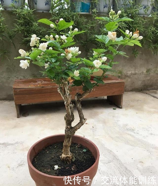 茉莉花开花少3个原因!做好3步,茉莉花芽多枝壮,夏天一直爆花!