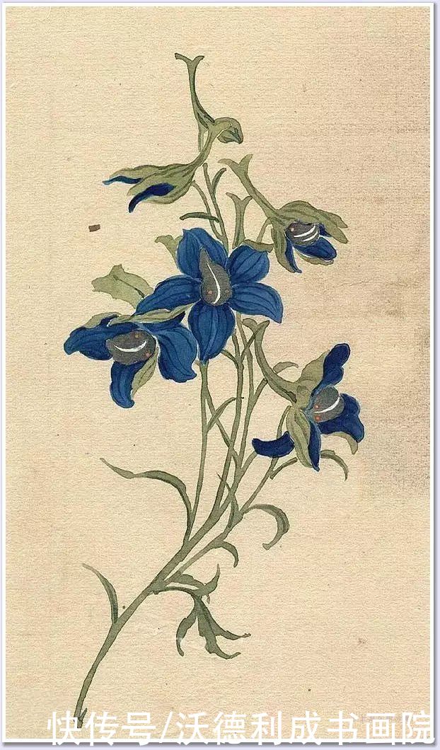 画菊|没骨百花图欣赏，美到骨子里