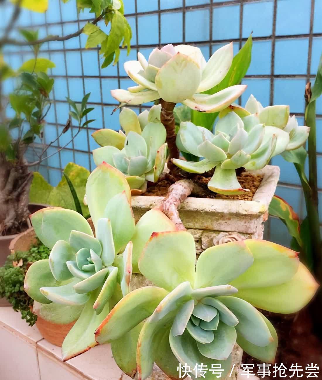 他养多肉10多年,总结出9个易出“高价老桩”的品种,适合新手