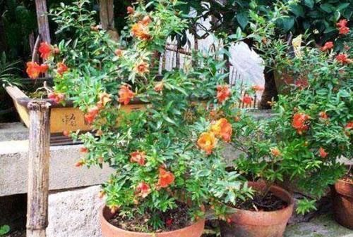 茶叶树|4种绿植从低价盆栽到高价盆景，只需5年时间，每一盆都很美