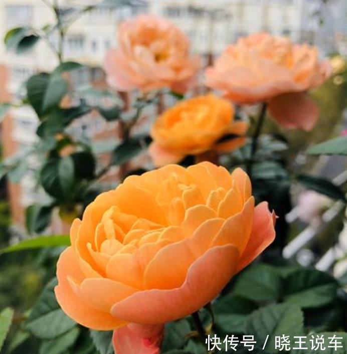 4种花，是花卉中的“劳模”，花姿妖娆，四季繁花似锦，美