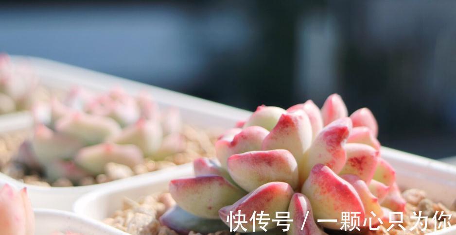 养多肉不要用大盆,多肉怎么选择花盆