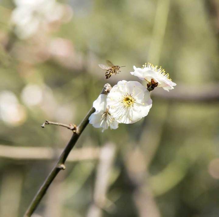 春天来了 梅花开了 引来许多的小蜜蜂 惹人喜爱 粉紫色