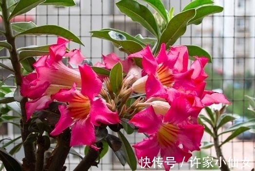 几款花卉好养又漂亮,清新悦目,一养就上瘾