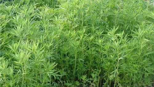 中薪|钙含量是牛奶7倍，老人最爱的美味，如今不