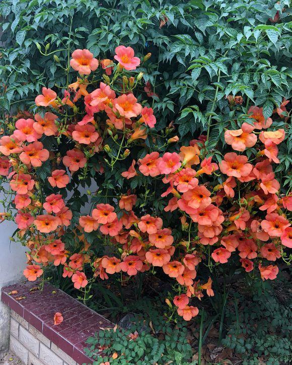 黄叶|5种“漂亮花”,夏天“使劲浇”,缺水就黄叶,不是勤快人,别养