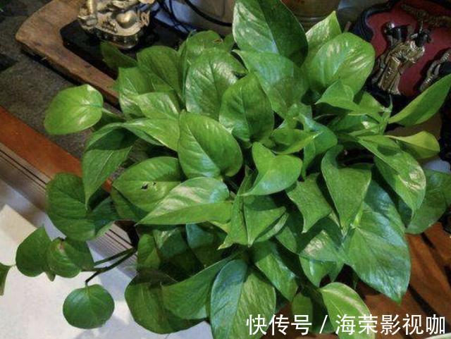 植株|在家里养“绿萝”,3个“技巧”学好,6个月窜到1米长,繁殖20盆