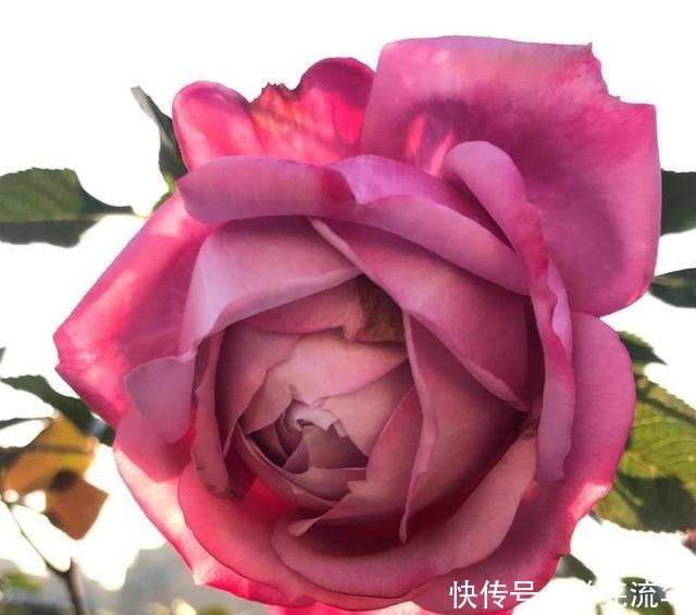 这4种花是“开花机器”,便宜又好养,适合阳台栽!