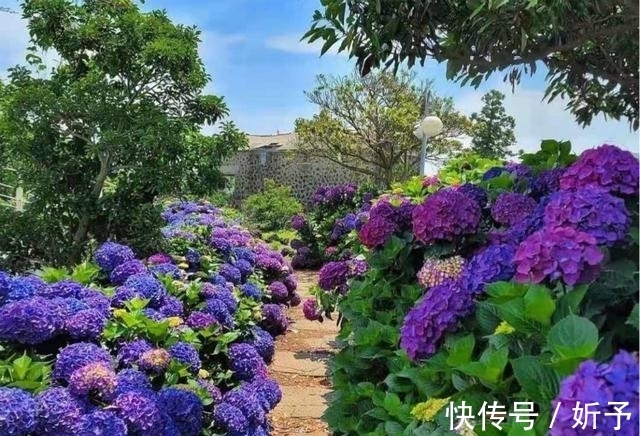 菊花|6种国人不当回事的花,在国外如此受青睐,你家有吗