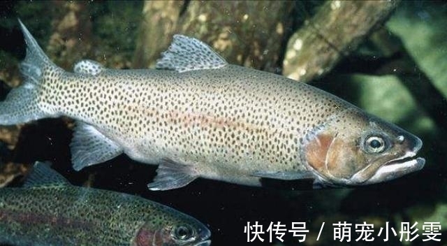 堪称中国最好吃的5种鱼类,若你全都吃过,请允许我叫你声好汉!