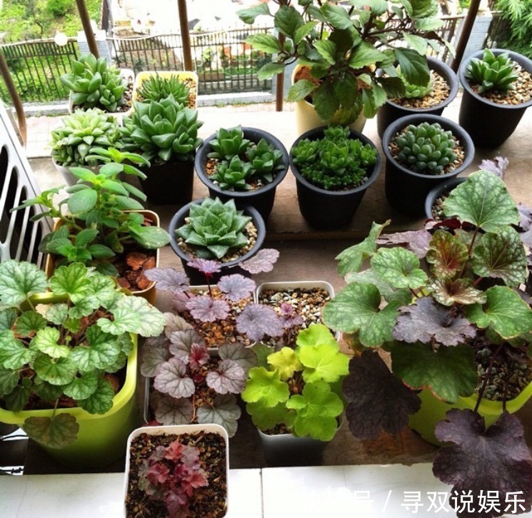 3种花与月季不同,长出“花苞”马上剪,要不颜值低