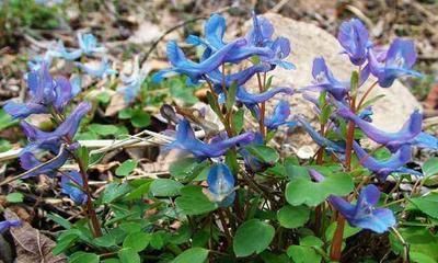 一个2味药的经典配方,心痛、胸痛、胃痛、腹痛