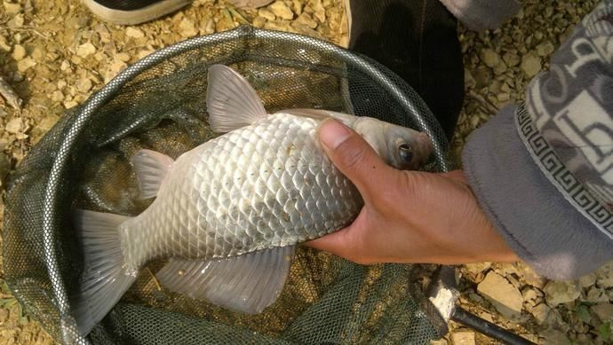 野钓|夏天野钓注意这几点,上钩的都是大鲫鱼