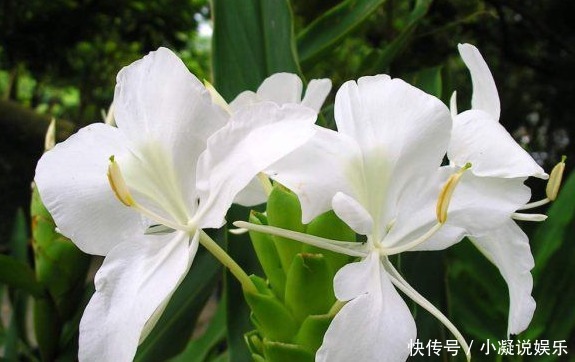 农村这种植物能除风、治头痛、治跌打损伤,还能治失眠,你认识吗