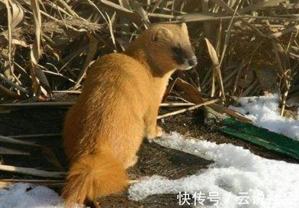 黄鼠狼|为什么农村老人说黄鼠狼不能杀?科学证明,原来并不是迷信