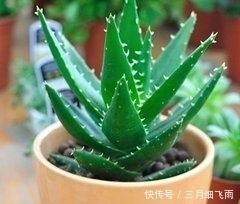 芦荟|这四种花,特别适合新手养殖,越不浇水越爆盆,找一款适合你的吧