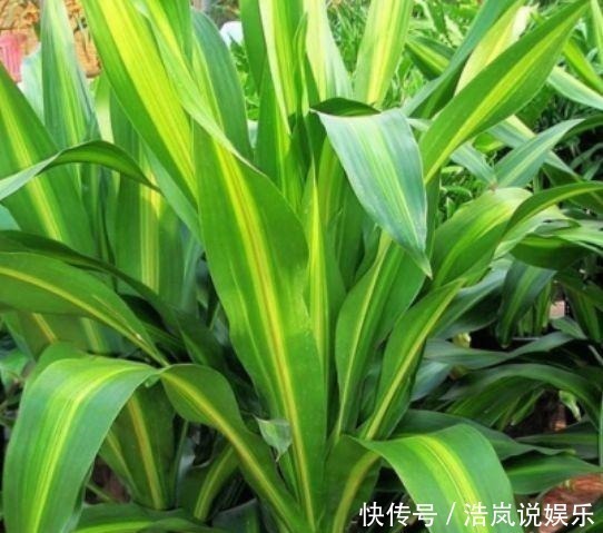 谁见了都喜欢的4种花,好养又漂亮,美不胜收,你养了吗