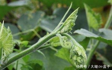 虚劳内热|提个醒,此菜叶子能治胃痛、去结石、助戒烟!很多人还不清楚