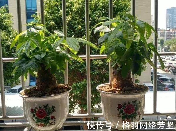 黄叶|绿萝又黄叶了, 这样一处理, 又是绿油油的一盆!