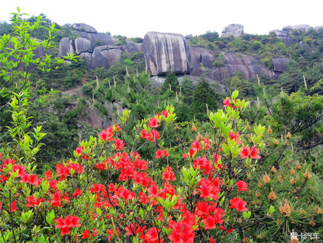 满山开遍映山红