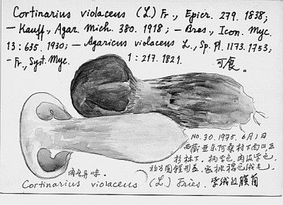 标本|一部诗意的、美学的科考手记