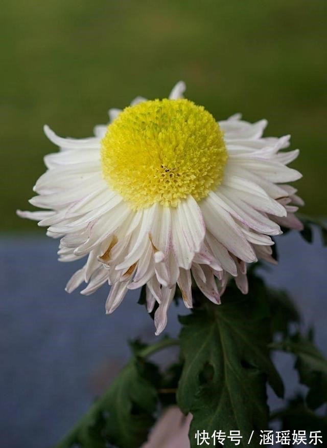 黄叶|养花施肥多麻烦!浇花水兑“养花宝”,实用又有效!