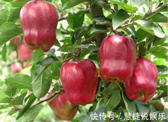 鼓鼓|女人不想身体鼓鼓太难看！多吃此果，解毒、美白祛斑、调节脂肪