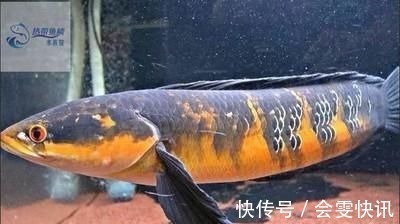 寄生虫|医生忠告:这几种鱼早该被“拉黑”了,多吃对身体有害无利