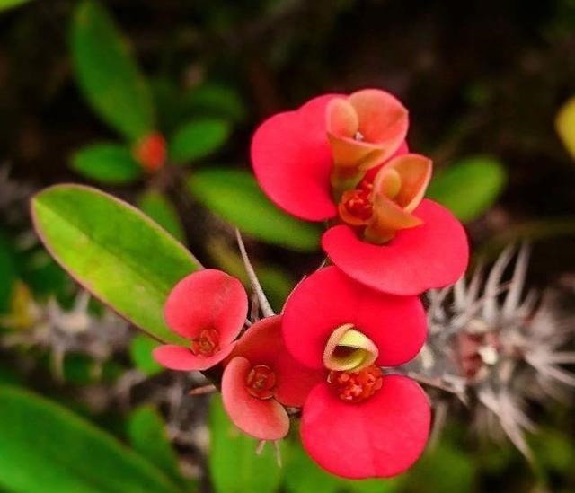 家里养花“别瞎买”,5种花是“有毒”的,对大人小孩都不好