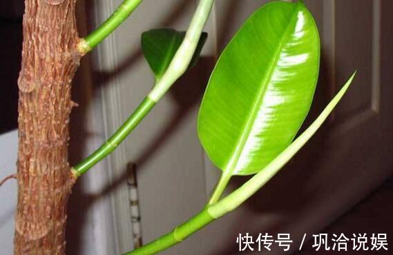 香蕉皮也是养花“宝”，学会2种方法，养花叶子油绿、新芽多