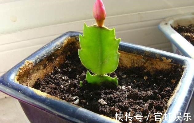 叶片|扦插蟹爪兰需注意“2个关键点”,成活率高,关键是方法简单实用