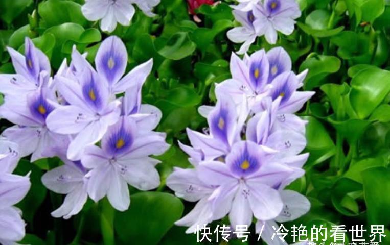 漂亮花|三种“漂亮花”，好养颜值高，却被花友“嫌弃”，不是没道理