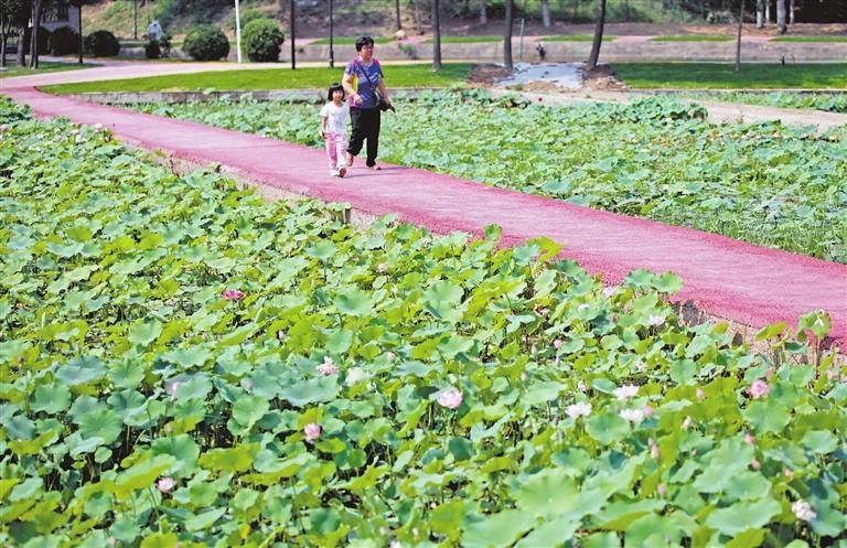 观赏|襄汾县燕村：荷花绽放吸引游客观赏