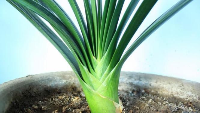  促花|君子兰爱喝酒？想让顺利开花，养护姿势不能错