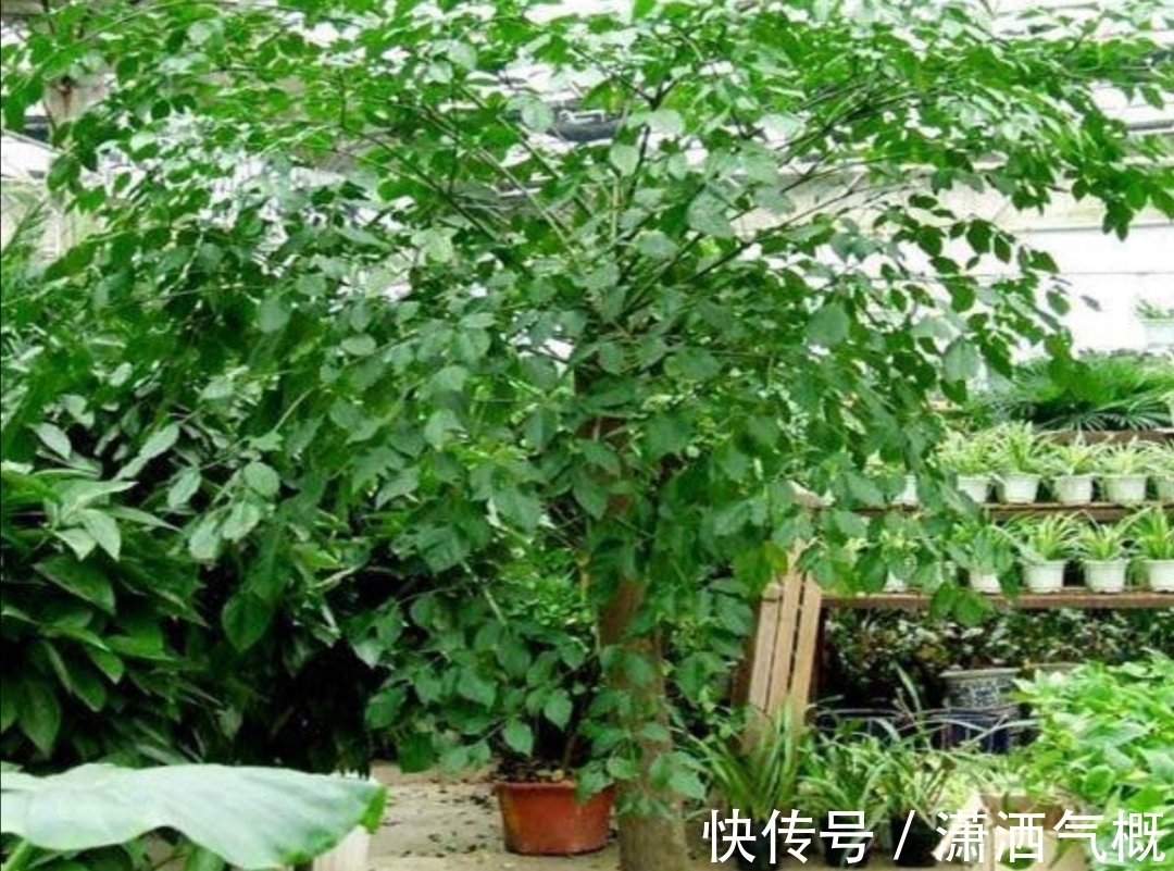 养幸福，树叶子发黄干枯，该如何解决？