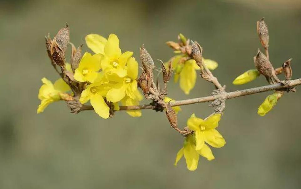连翘盆景的鉴赏与造型制作，倾囊相授，值得珍藏
