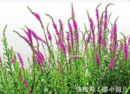 薰衣草|形似柳叶,犹如湖畔迷路的薰衣草,不要去破坏