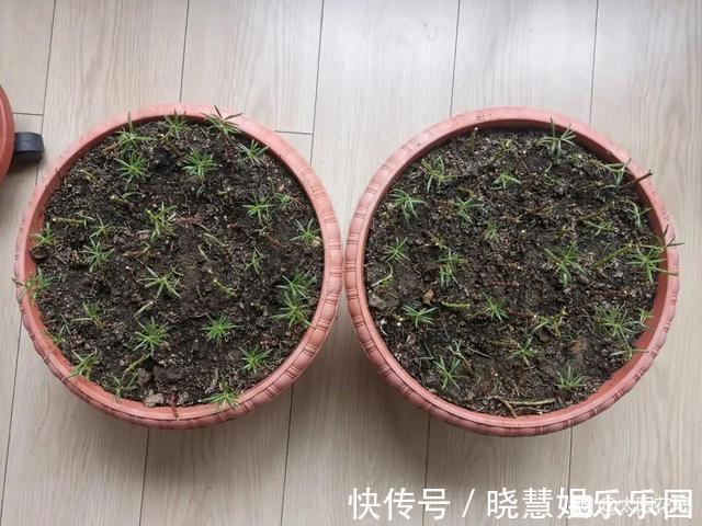 九种“养不死”的花，绿萝只能排最后一名，再养不活只能买假花了