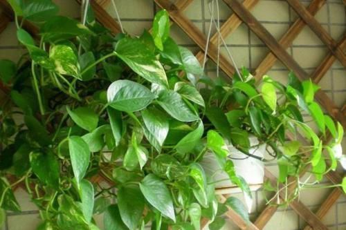 家里适合养什么花 以下几种花你家养的是哪种?