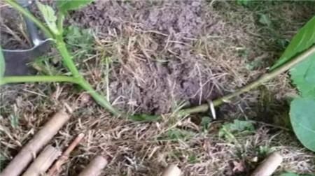 生根|学会这9个扦插绝招,插啥活啥,蹭蹭长出大白根,阳台多的放不下