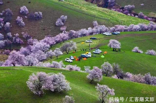 老年|在新疆伊犁杏花香雪里,等待杏花微雨中遇见你,从此一眼千年