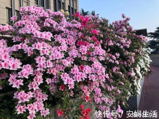 达克宁软膏|1粒小药片,碾碎丢水里,花像吃了兴奋剂疯长